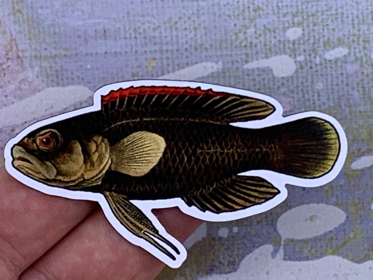 Photo of a coral devil magnet in someone's hand