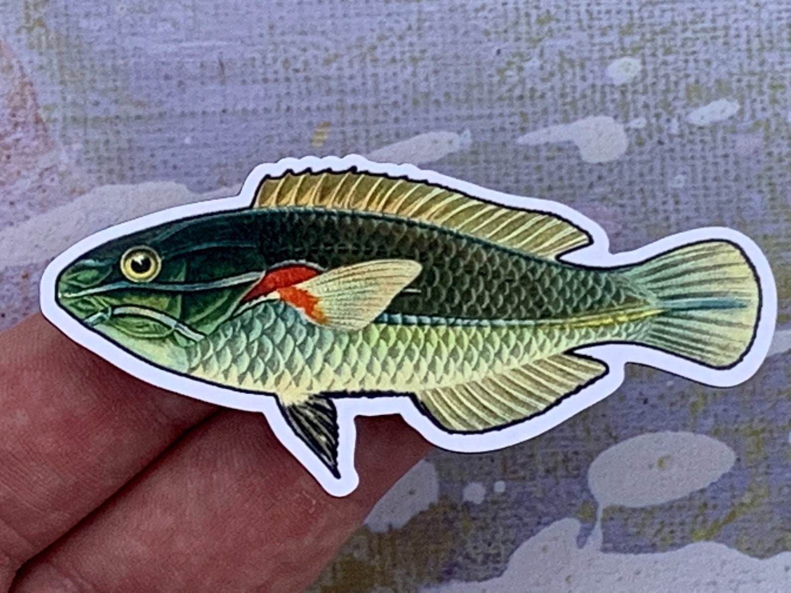 Photo of a red shoulder wrasse magnet in someone's hand (but this one is blue)