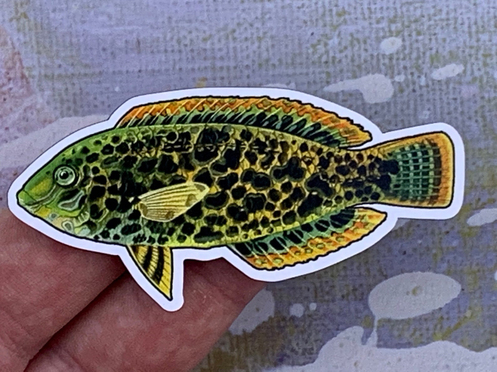 Photo of a black-spotted wrasse magnet in someone's hand