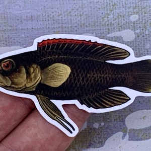 May include: A black and brown fish sticker with a red stripe on its back. The fish has a large, round eye and a small mouth.