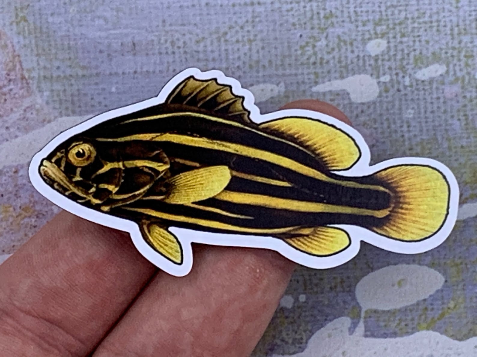 Photo of a goldenstriped soapfish magnet in someone's hand