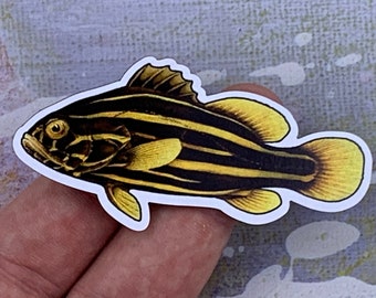Goldenstriped soapfish (Grammistes Sexlineatus) magnet