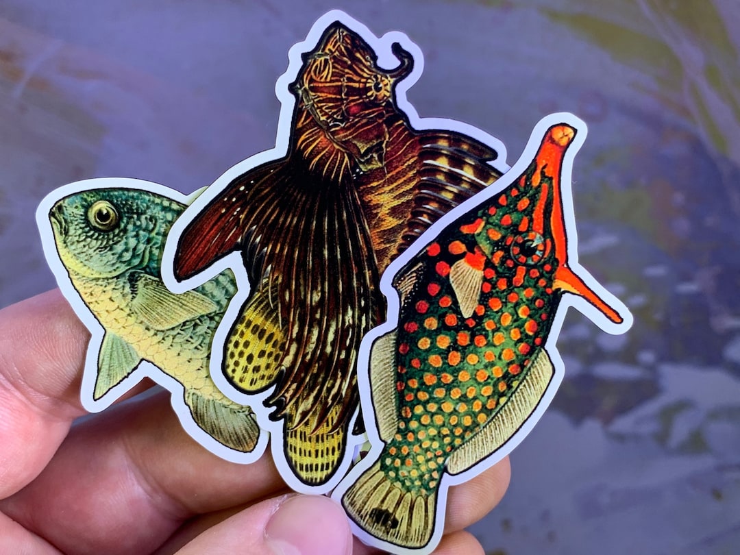 Colorful Fish Sticker Three Pack - Etsy