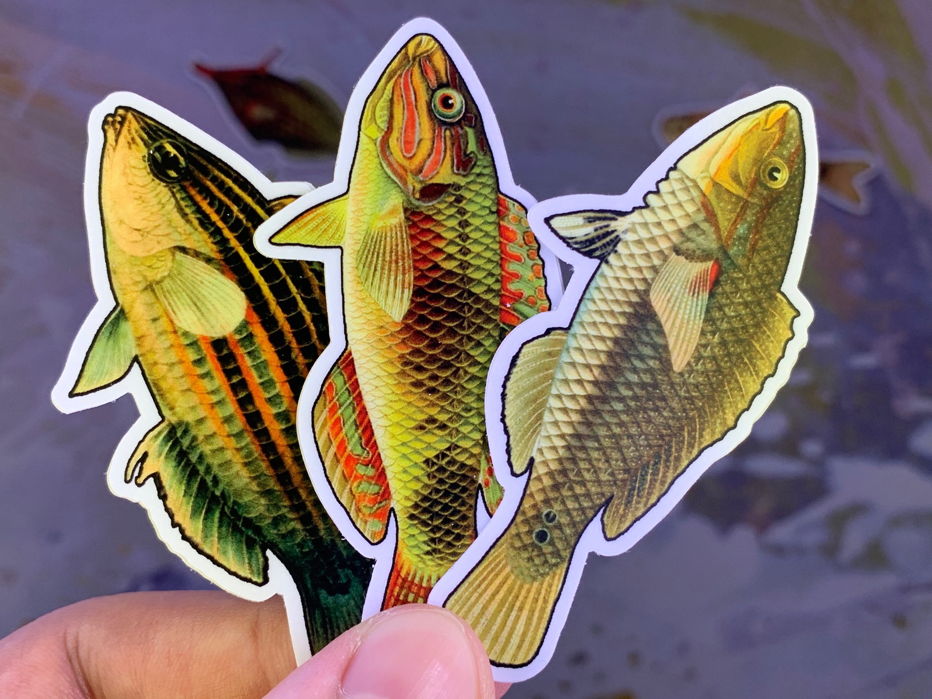 Colorful Fish Magnet Three Pack - Etsy