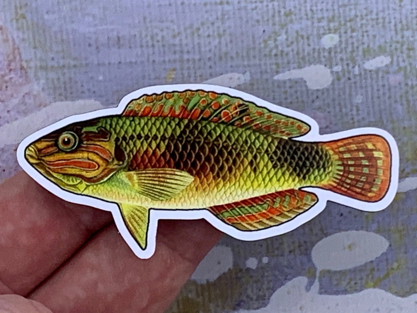 Photo of a pink-belly wrasse magnet in someone's hand