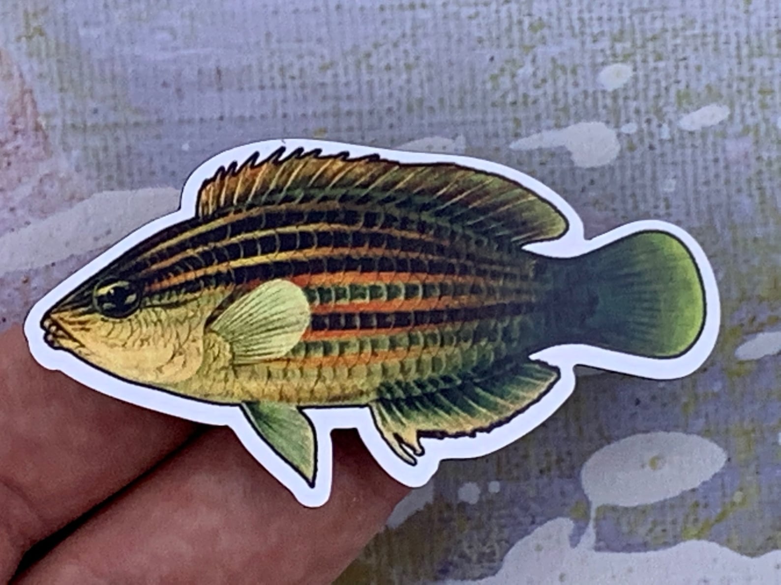 Photo of a six-line wrasse magnet in someone's hand