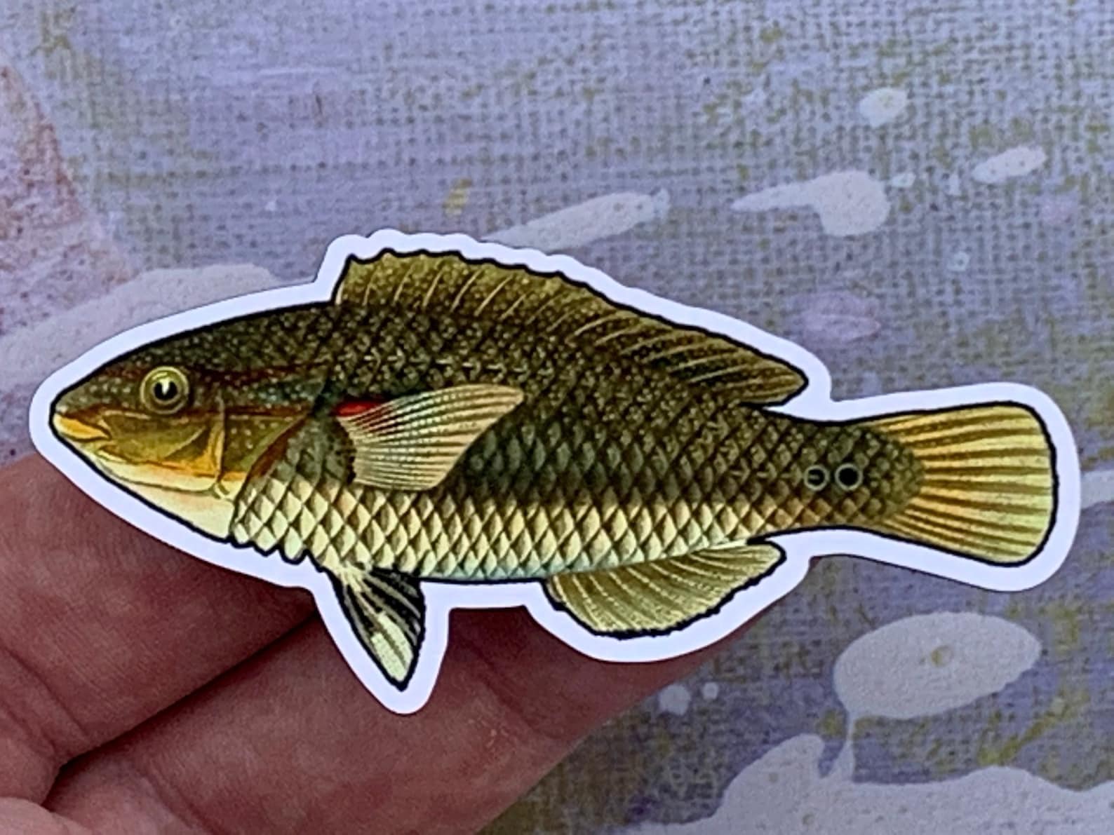 Photo of a red shoulder wrasse magnet in someone's hand (but this one is brown)