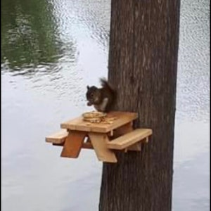 Mini Squirrel picnic table and small animal feeder -- great gift for outdoor lovers and bird watchers -- or great cottage gift.