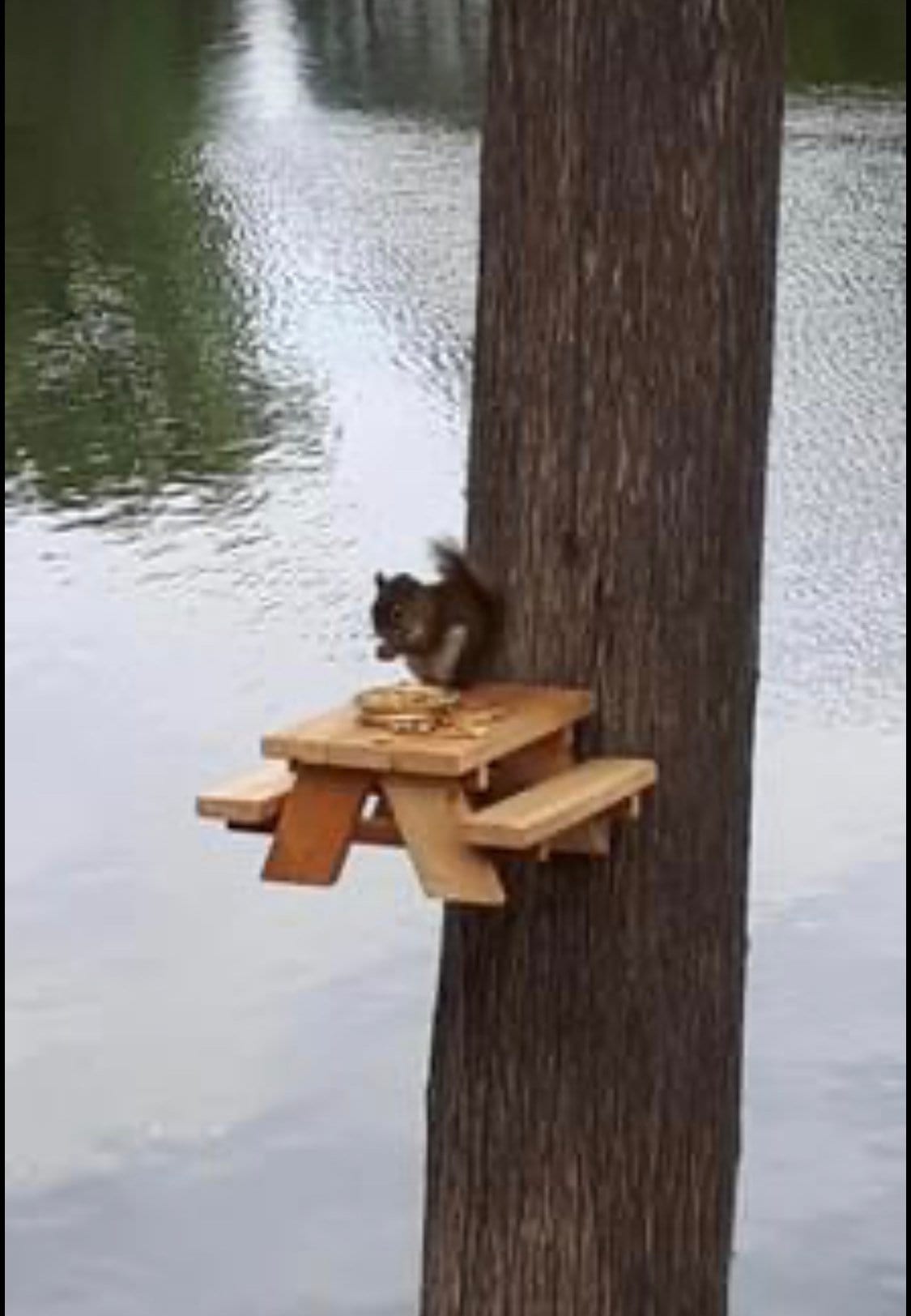 Cute Hanging Mini Picnic Table for Squirrels and Chipmunk with Corn Cob Holder Squirrel Picnic Table Feeder Good Squirrel Gifts for Squirrel Lovers 
