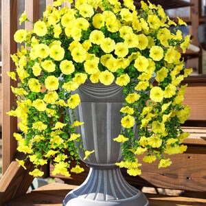 Pu&ograve; includere: Un'elegante fioriera grigia traboccante di vivaci fiori gialli. I fiori ricadono sui lati della fioriera, creando un aspetto lussureggiante e pieno. La fioriera &egrave; realizzata in un materiale resistente ed &egrave; adatta per uso esterno.