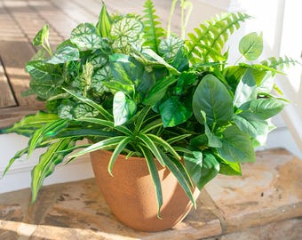 fertilizer for money plant Professional Liquid Pothos Plant Fertilizer | 3-1-2 Concentrate for  Epipremnums and Houseplants main image 0