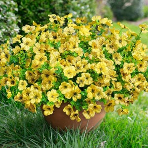 May include: A dense cluster of artificial yellow flowers with dark brown veining on the petals, featuring small green leaves throughout the arrangement. The flowers are contained within a simple, round, brown terracotta-style plant pot.