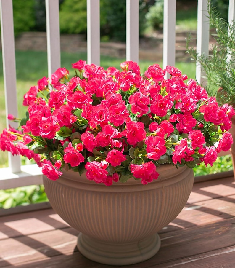Flores de camelia de seda sintética resistentes a los rayos UV: Flores artificiales para exteriores - 3 ramos Hotpink