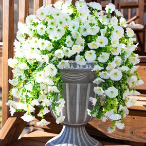 Pu&ograve; includere: Un grande vaso decorativo grigio traboccante di fiori bianchi e fogliame verde. Il vaso ha un design classico con strisce verticali e si trova su un terrazzo di legno. I fiori ricadono sui lati.