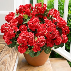 May include: A terracotta pot filled with vibrant red geraniums. The flowers are in full bloom, with lush green foliage peeking through. The pot sits on a wooden surface, creating a natural and inviting display.