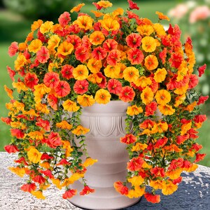 Pu&ograve; includere: Un grande vaso bianco traboccante di vibranti fiori arancioni e gialli. I fiori scendono a cascata dai lati del vaso, creando un'esposizione lussureggiante e colorata. I fiori sono in piena fioritura, aggiungendo un tocco di bellezza naturale a qualsiasi spazio esterno.