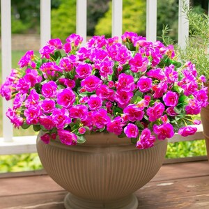 Flores de camelia de seda sintética resistentes a los rayos UV: Flores artificiales para exteriores - 3 ramos Fuchsia