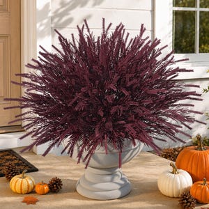 May include: A dense, spherical arrangement of deep burgundy, needle-like foliage stems housed in a light gray, pedestal-style urn planter. The plant features numerous thin, textured branches radiating outward in a full, rounded, and symmetrical shape.