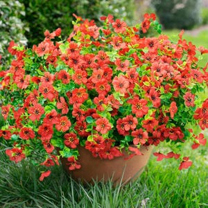 May include: A dense cluster of small, vibrant orange-red flowers with yellow centres and dark stamens, interspersed with bright green leaves. The flowers are arranged in a rounded shape and are contained within a simple, smooth, light brown pot.
