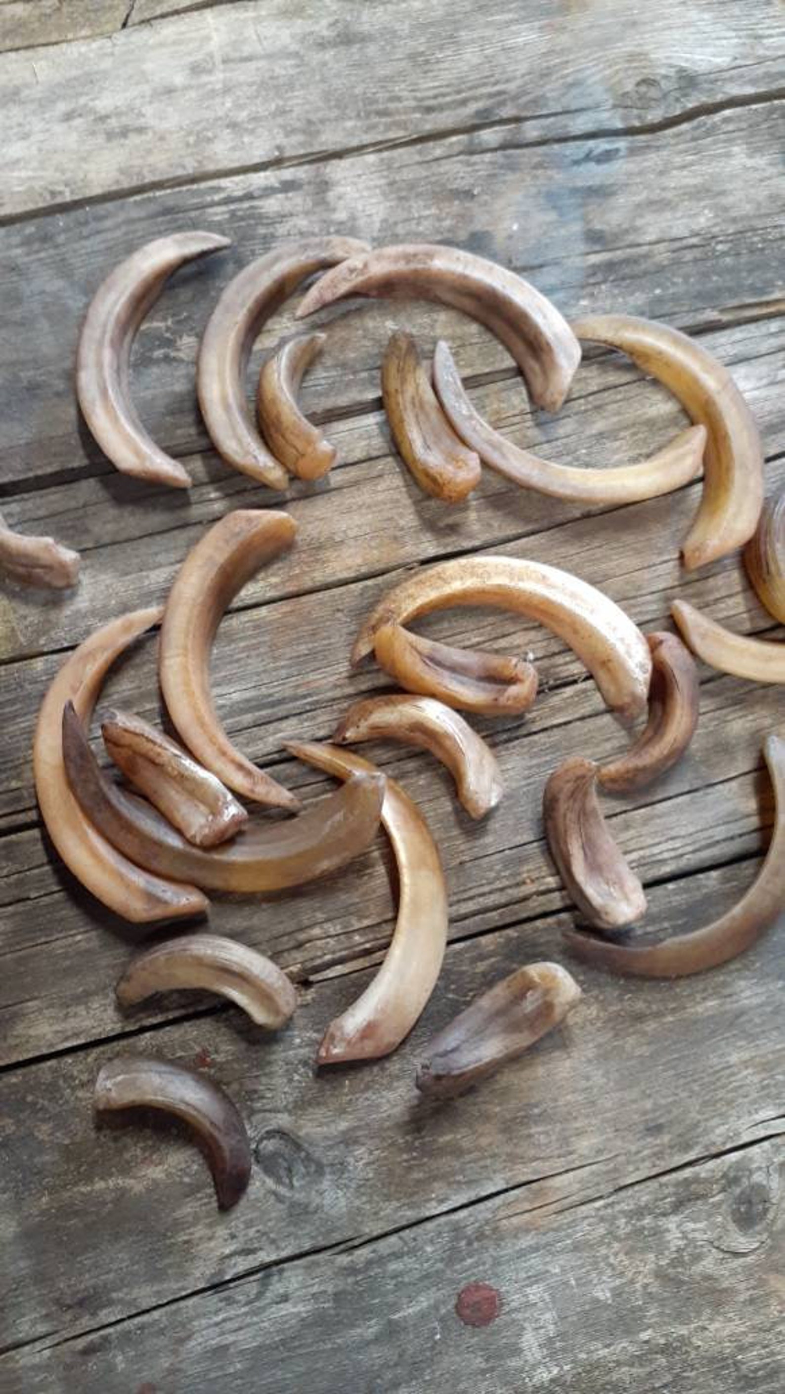 Resin Boar/ Pig/ Hog Tusks Set of 4 Etsy