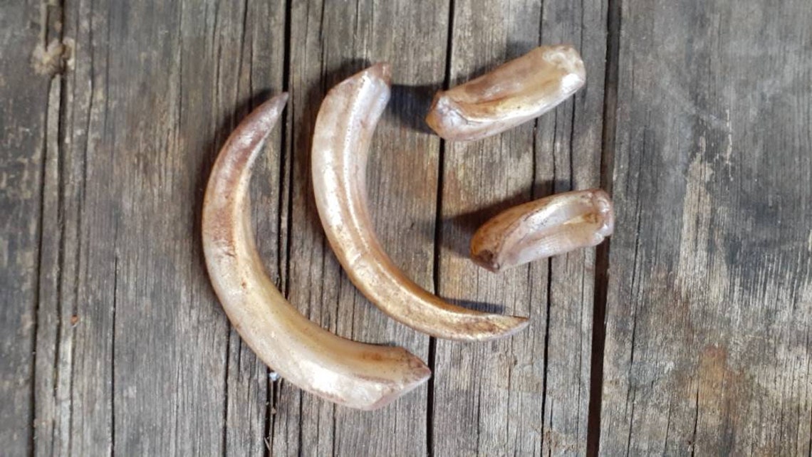 Resin Boar/ Pig/ Hog Tusks Set of 4 Etsy