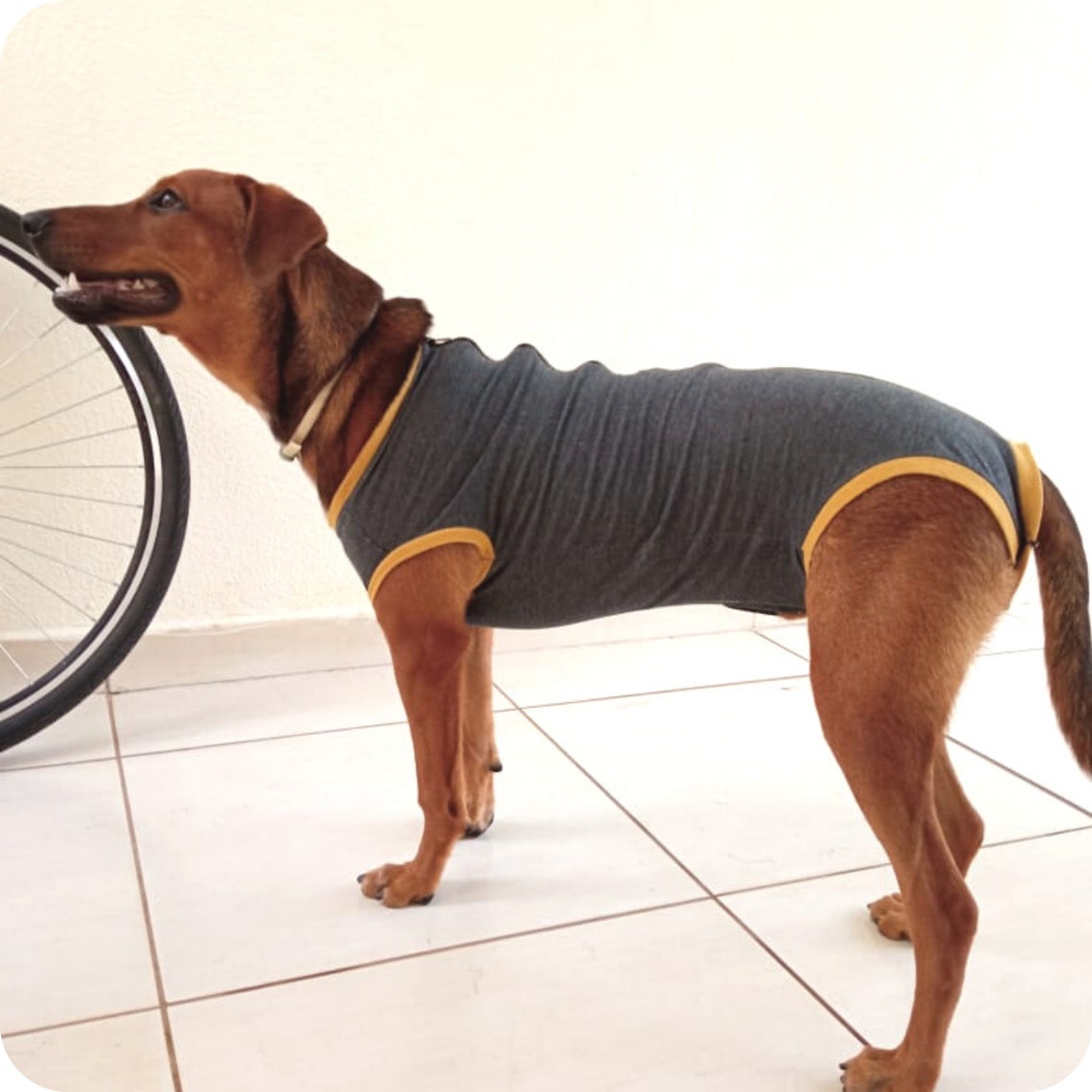 dog-medical-suit-dog-medical-vest-dog-recovery-vest-post-surgery