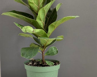 Fiddle Leaf Fig-Ficus Lyrata