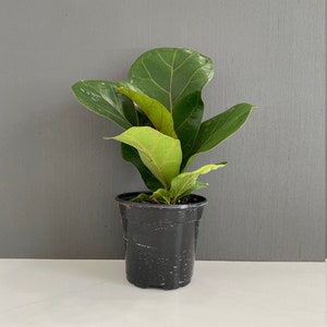 Dwarf Fiddle Leaf Fig-Ficus Lyrata "Bambino"