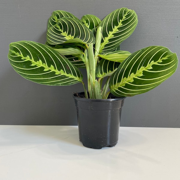 Lemon Lime Maranta- Prayer Plant