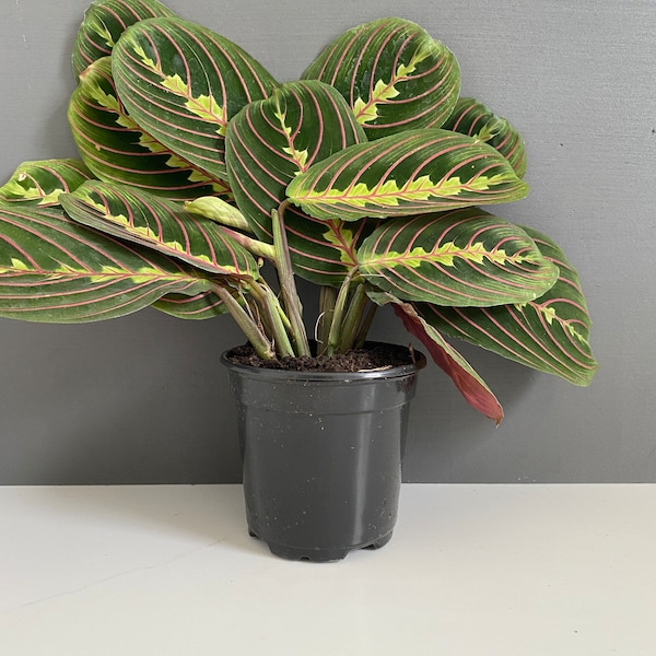 Red Maranta-Prayer Plant