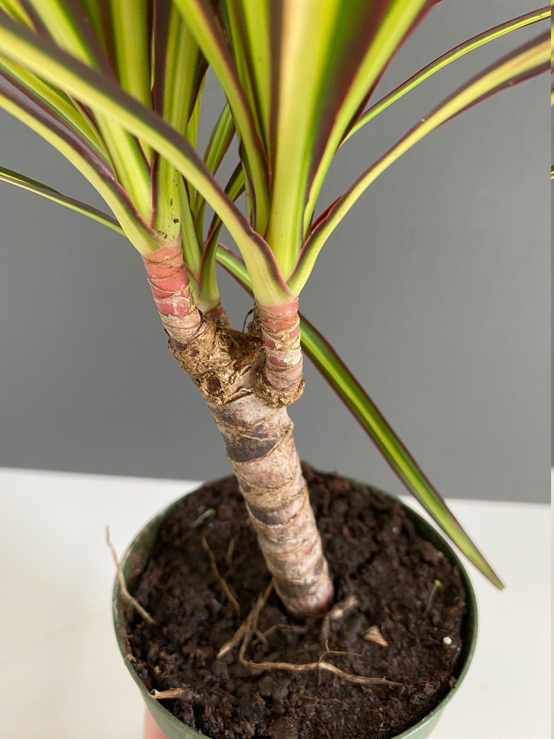 Dracaena Marginata kiwi Cane Etsy