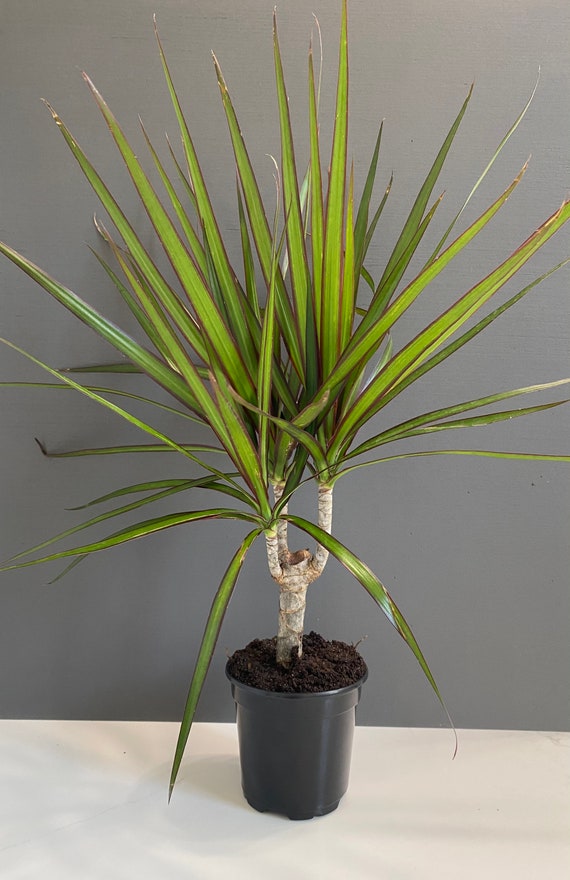 Dracaena Marginata Cane