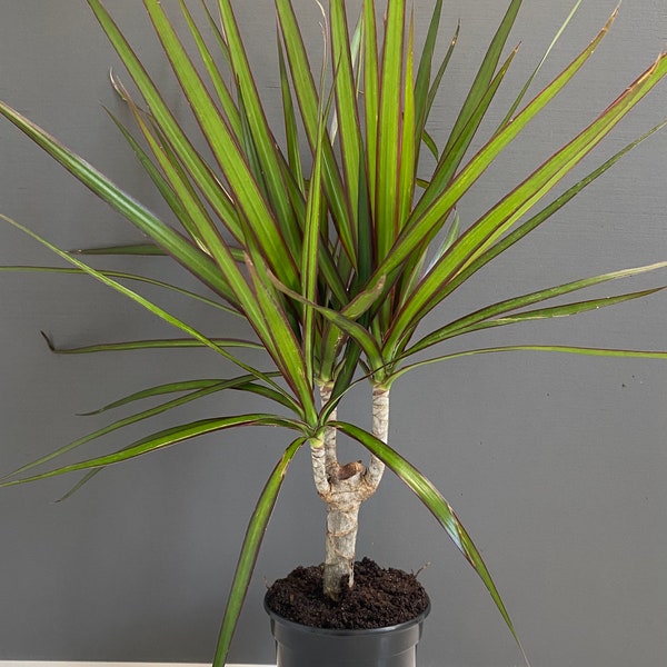 Dracaena Marginata Cane