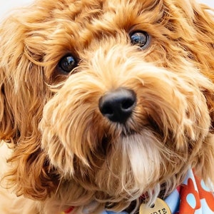May include: A close-up of a brown and white dog wearing a blue and red bandana with a gold dog tag that says "Indie" with a heart. The dog is looking directly at the camera. The text "Our friend Indie showing off her 1" brass tag" is written in green on a teal background.