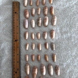 Puede incluir: Una colección de 40 pequeñas conchas lisas de color marrón claro dispuestas en filas sobre una superficie blanca y peluda. Una regla de madera se coloca verticalmente en el lado izquierdo de la imagen.