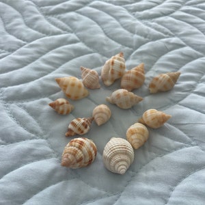 Nutmeg shells - 1” or less. 6 shells