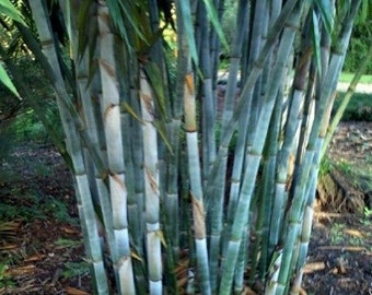 Navy Blue bamboo from Indonesia by P/&B textiles