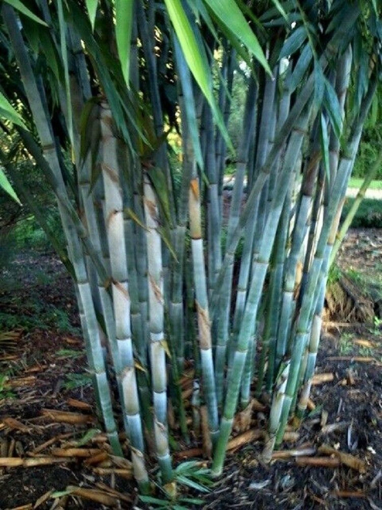 Blue Bamboo Seeds Privacy Plant Garden Clumping Exotic Shade Etsy
