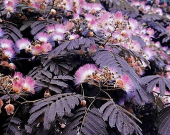 Mimosa Bonsai Etsy Mimosa Bonsai Etsy