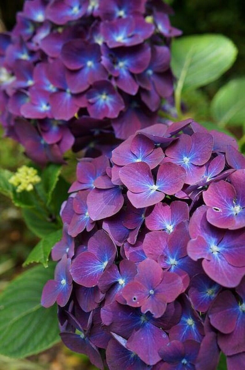 Purple Blue Hydrangea Seeds Perennial Hardy Garden Shrub Bloom Etsy