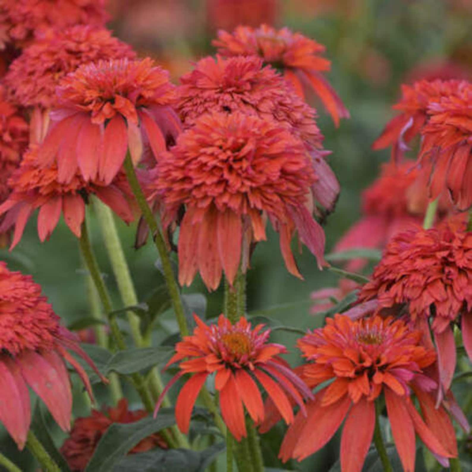 Double Red Coneflower Seeds Flower Perennial Bloom Flowers Etsy