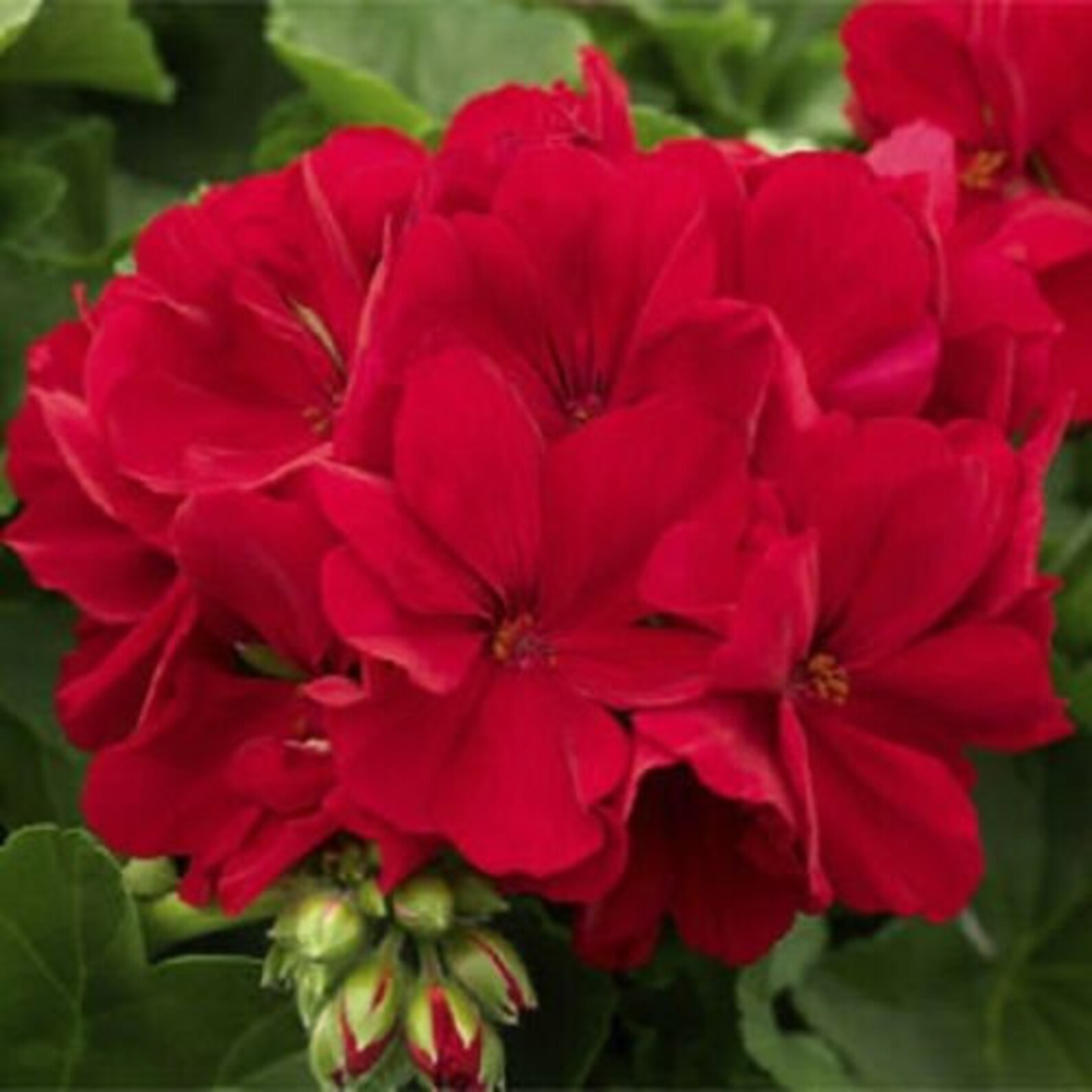 Red Geranium Seeds Perennial Flowers Seed Bright Flower Bloom Etsy