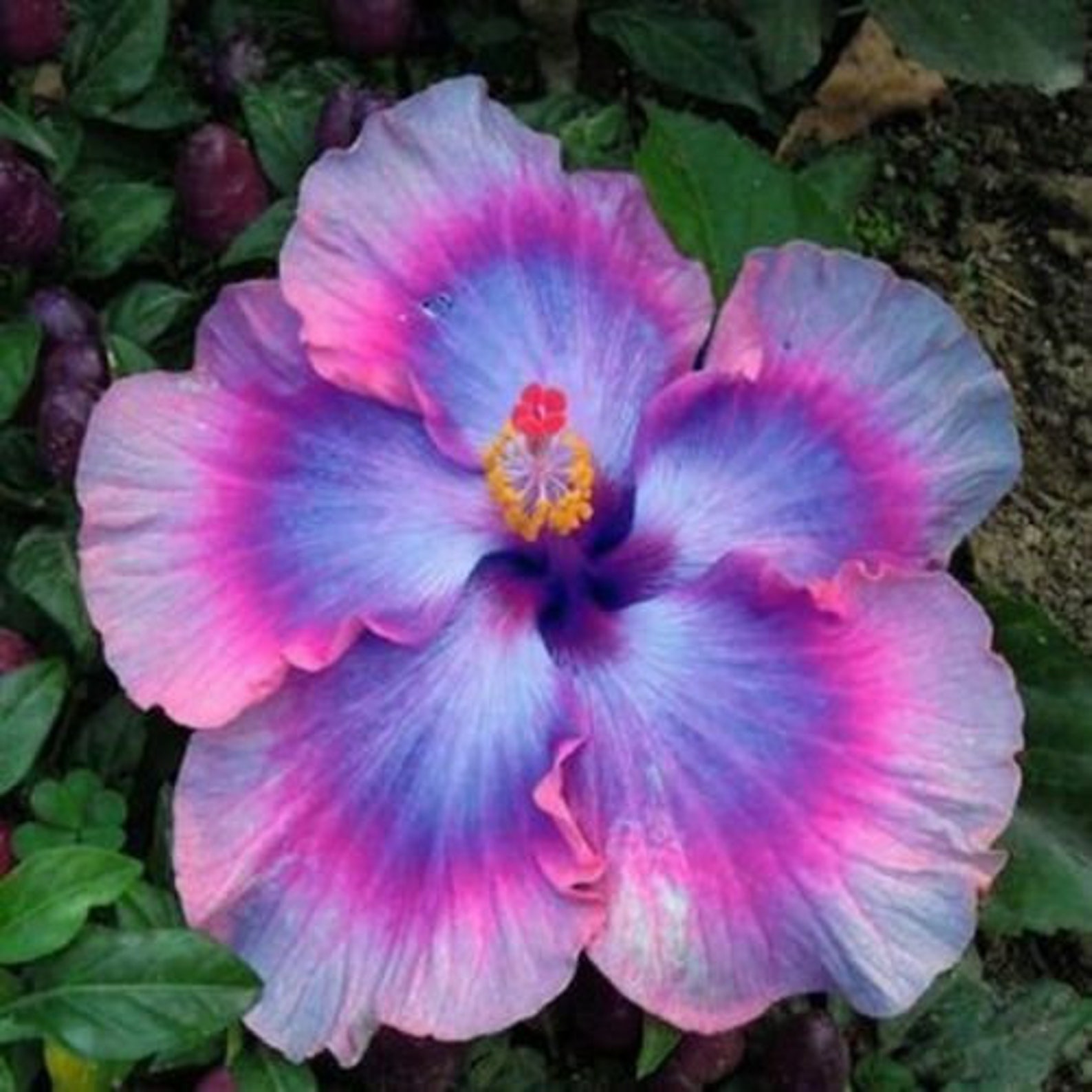 Pink Blue Hibiscus Seeds Bloom Perennial Flower Seed Flowers Etsy