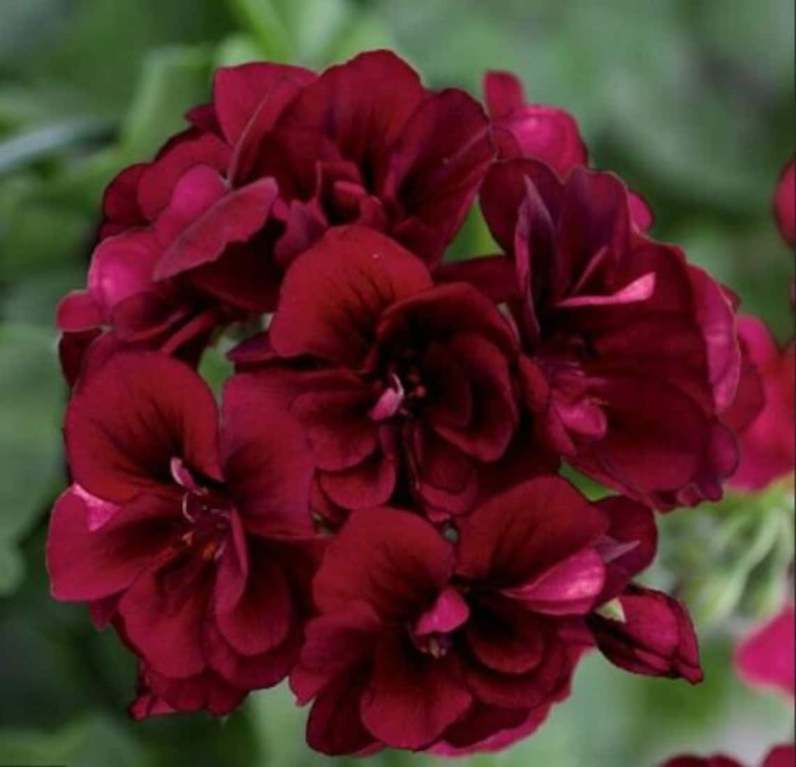 Dark Burgundy Geranium Seeds Hanging Basket Perennial Flowers Etsy