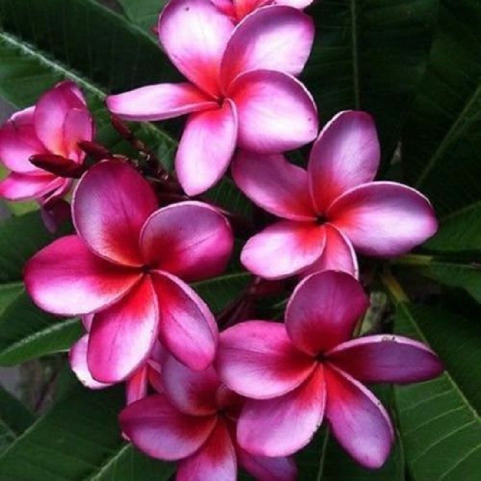 Pink Purple Plumeria Seeds Plants Flower Perennial Flowers Etsy