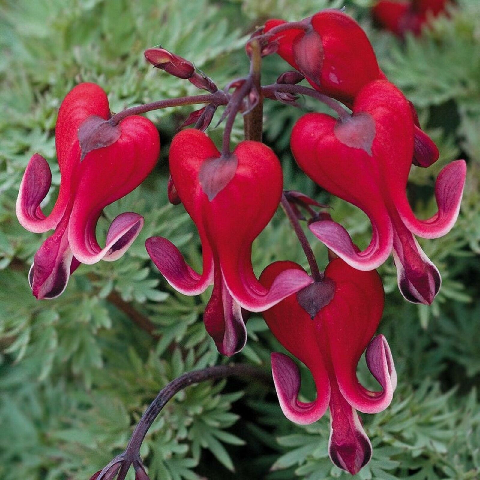 Bright Red Bleeding Heart Seeds Dicentra Spectabilis Shade