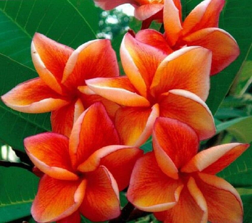 Orange Plumeria Seeds Plants Flower Lei Hawaiian Perennial