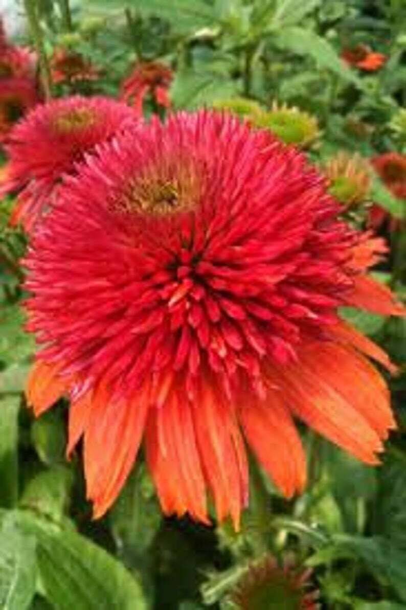 Double Orange Coneflower Seeds Echinacea Perennial Flowers Seed 50pcs