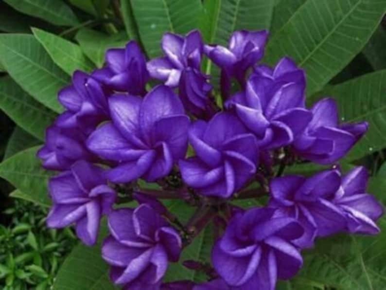 Dark Purple Plumeria Seeds Plants Flower Flowers Perennial Etsy
