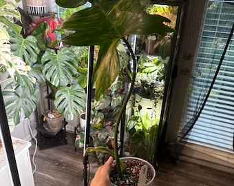 Philodendron Longilobatum 'lelano Miyano' (2.5 In) - Starter Plant - Etsy